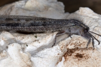 *(17230) Un Fourmilion (Neuroptre - Myrmeleontidae - Synclisis baetica)